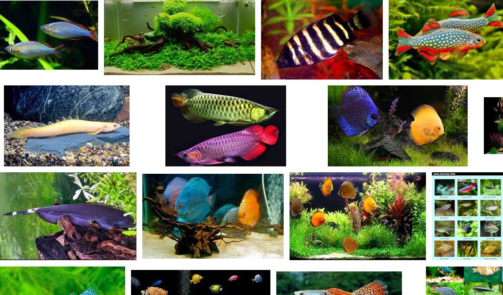5 Jenis Ikan Asli Indonesia yang Cantik dan Cocok untuk Akuarium di Rumah